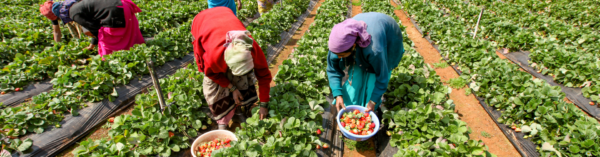 IFPRI South Asia tweet media