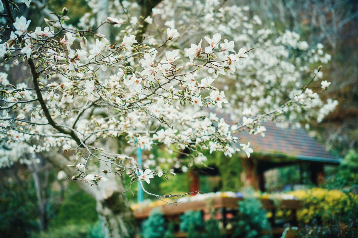 神戸布引ハーブ園/ロープウェイ【公式】 tweet media