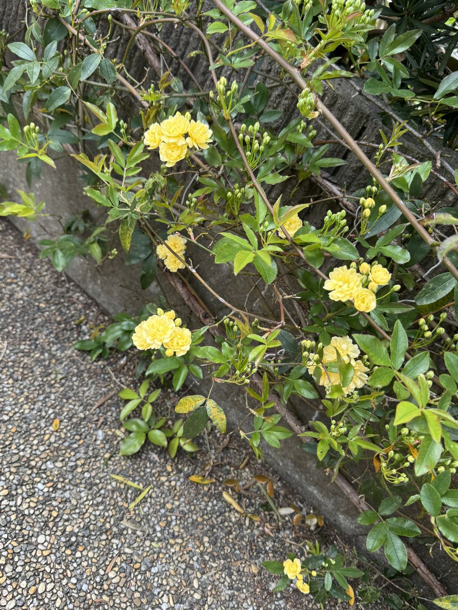 よりより tweet media