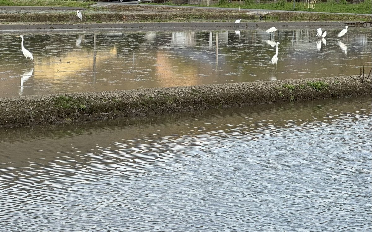 よりより tweet media