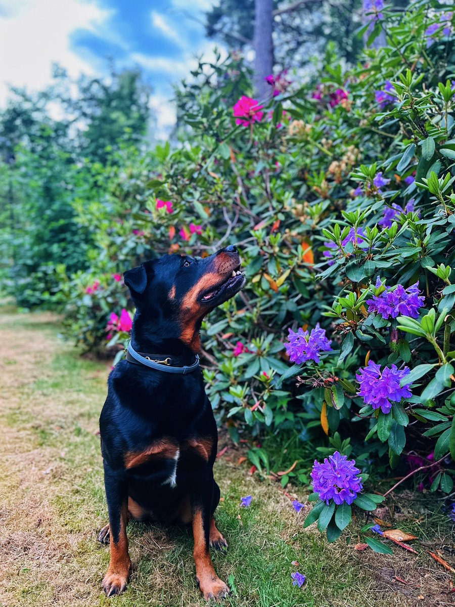 queen bess tweet media