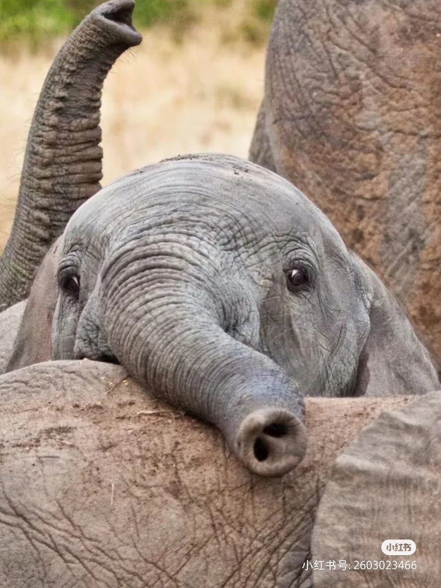 荆凌（互fo🇨🇳🇨🇳🇨🇳） tweet media