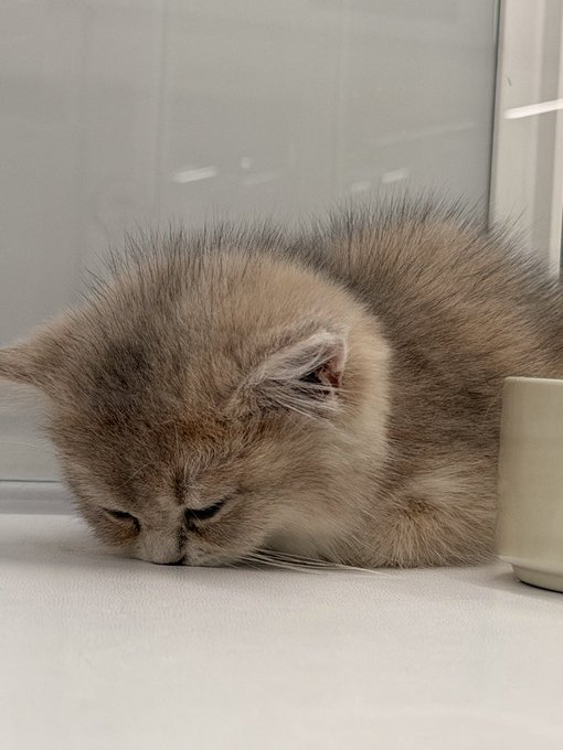 石宝儿（互关） tweet media