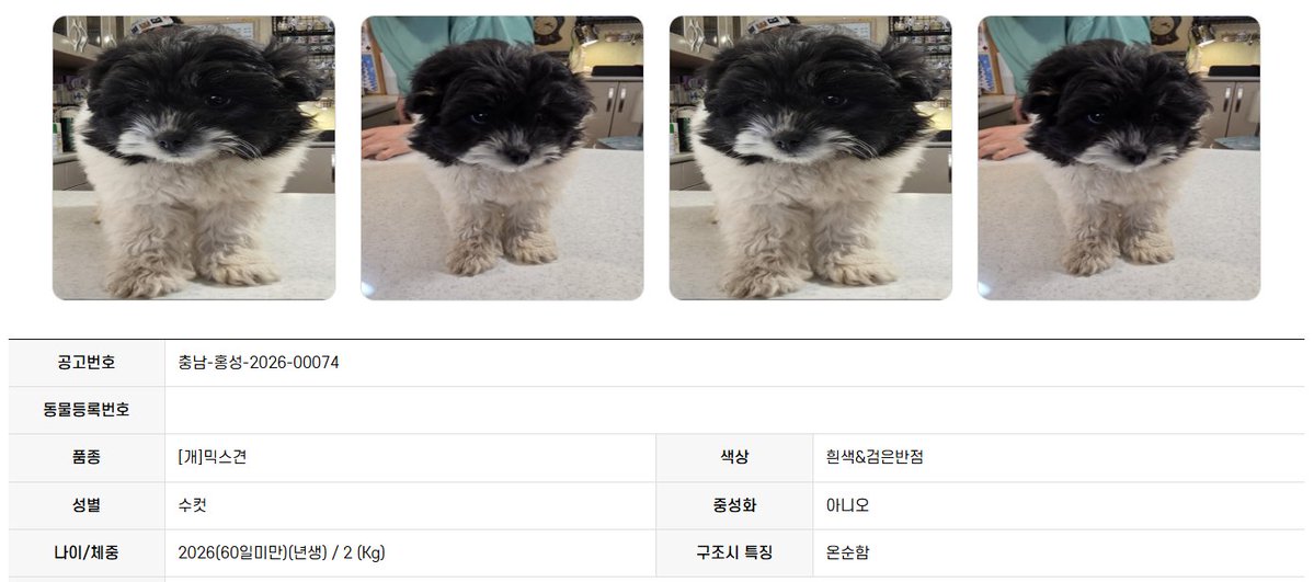 오늘의 강아지 추천 tweet media