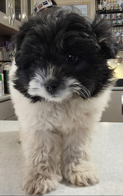 오늘의 강아지 추천 tweet media