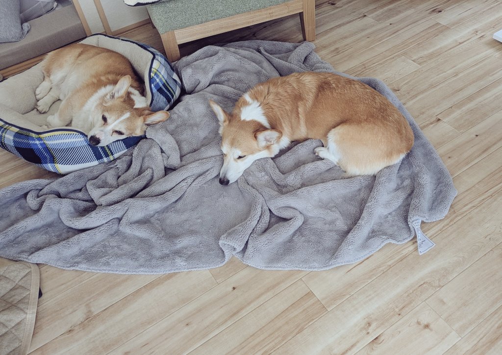 くぅこ@コーギーのいる暮らし tweet media