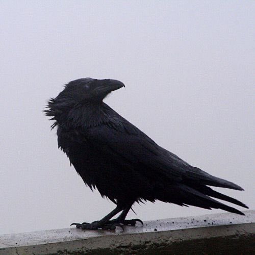 ⟡ lillith ᶻ𝗓 tweet media