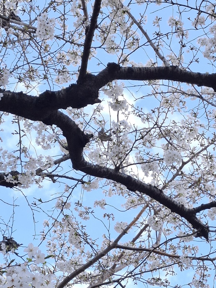 ottosaiko's tweet photo. 今日は買い出しなど。
4月4日(土)「花蝶・おっと二人会」に使うものも買ったー
着々と準備を進めてますので、是非～いらしてください♪
静岡浅間神社でもパフォーマンスさせてもらう予定です♪ https://t.co/qBdAkK6ije