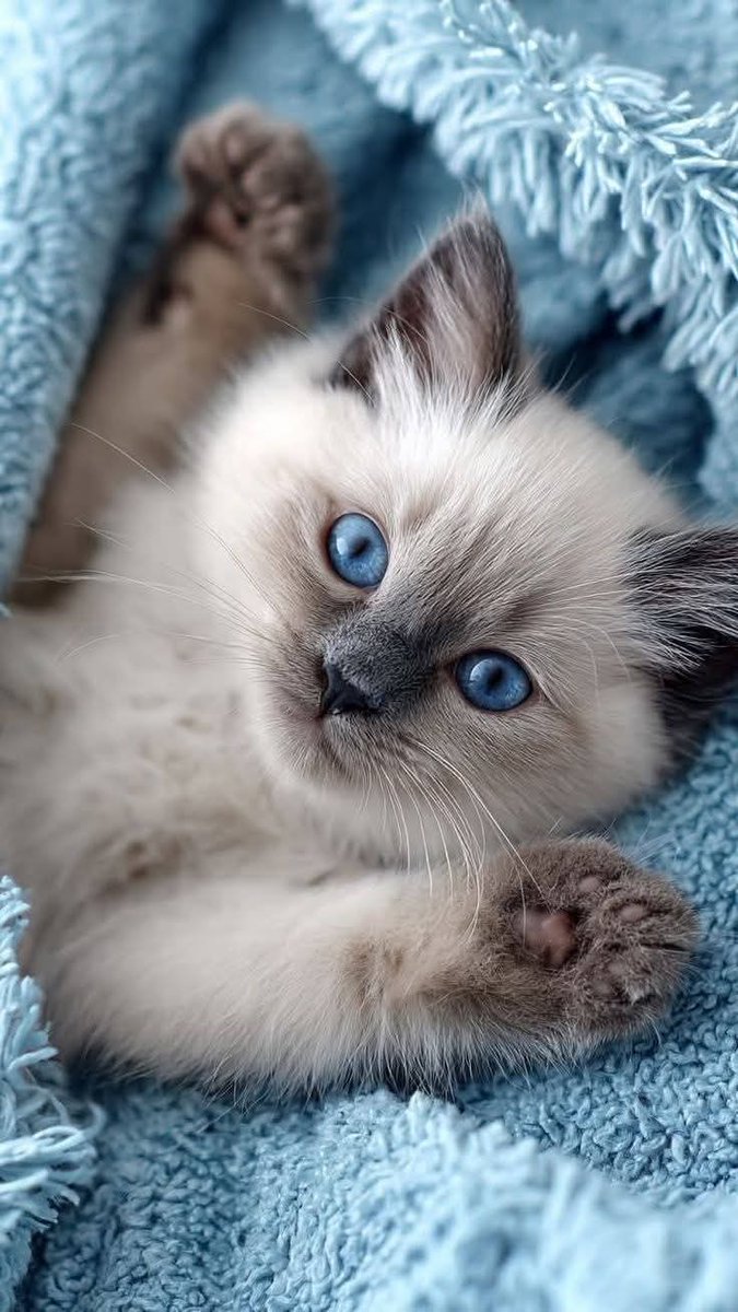 🌹-Ⓐⓢⓘ -🌹 tweet media