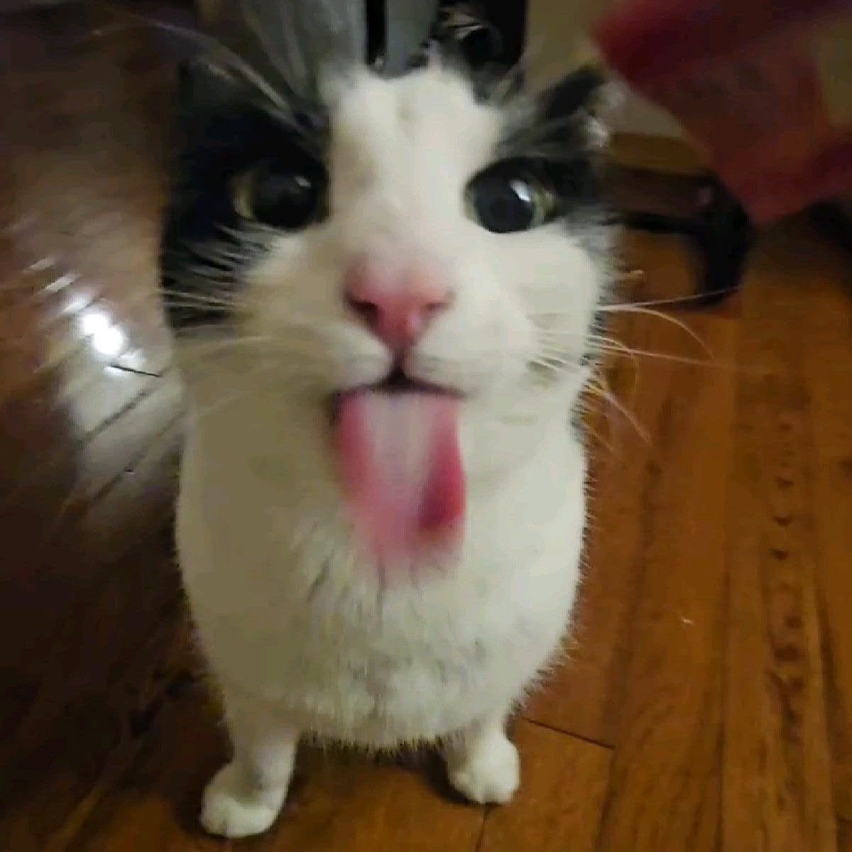 ~ 🎱🐾🦴 duskryn !! {shtwt} tweet media