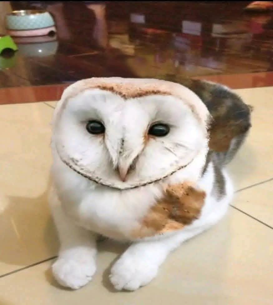 Recreo Shitpost tweet media