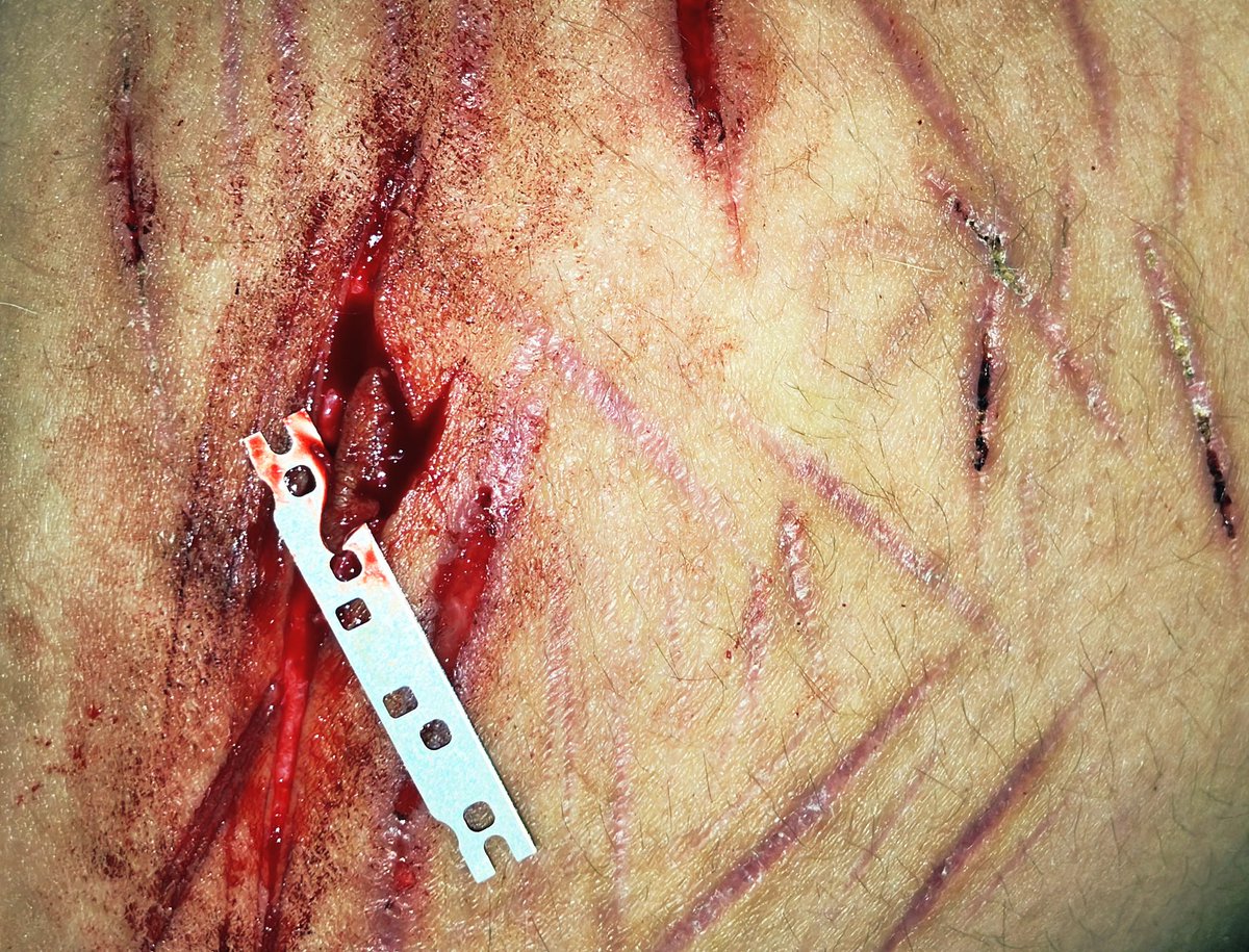 raven the cat of shtwt 🗡️ tweet media