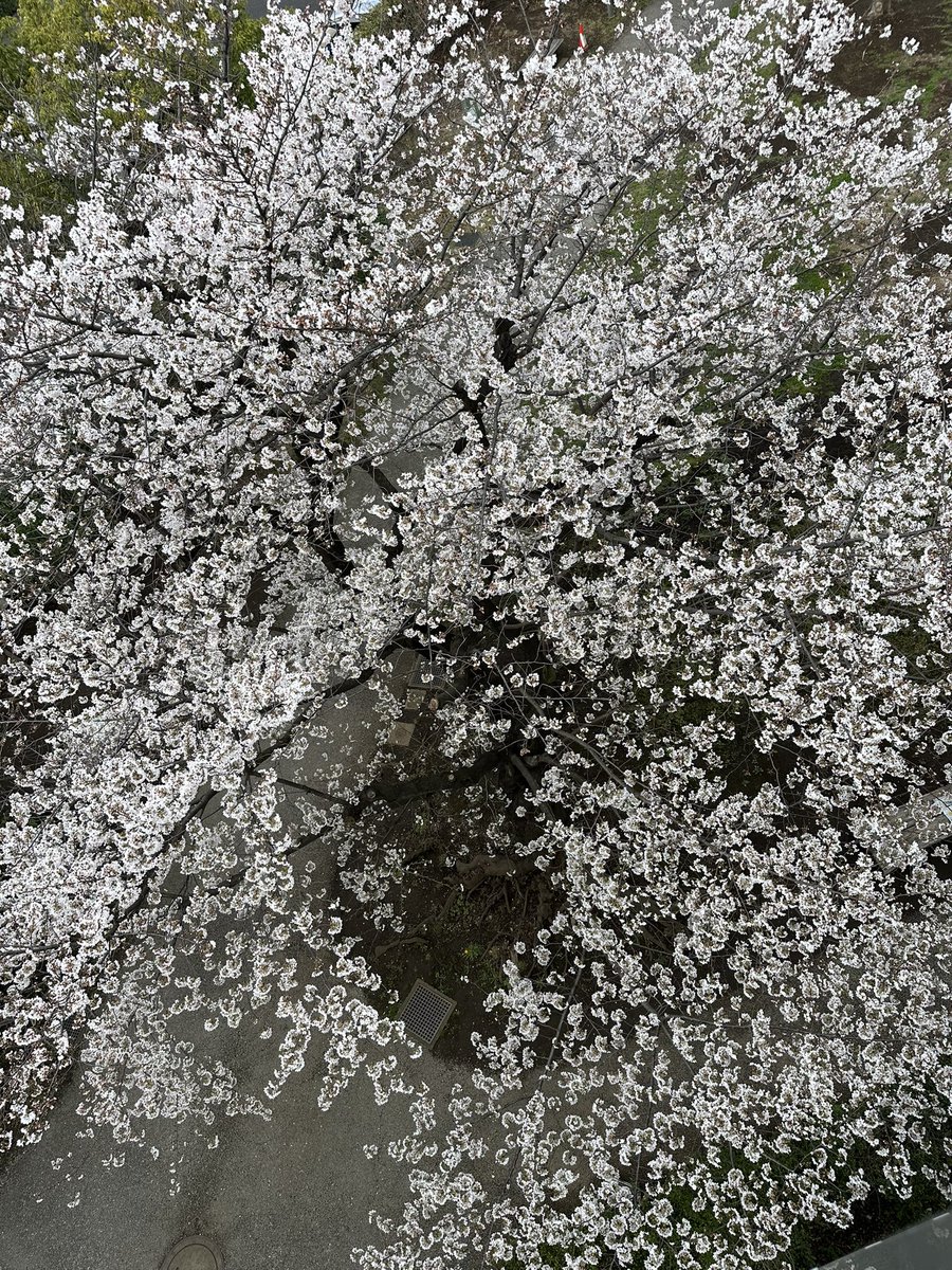 だっしょ tweet media