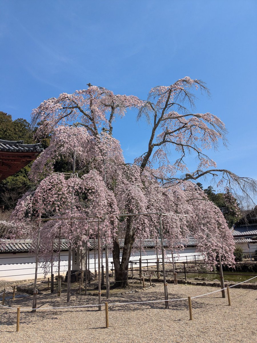 must0425's tweet photo. #天野山金剛寺 の #枝垂れ桜 が満開です。
#ソメイヨシノ もちらほらと咲き始めていて、この週末は見頃と思います。
皆さん是非お運びを。
私も見習い、花開くよう頑張ります。 https://t.co/OaIoXpTNeT