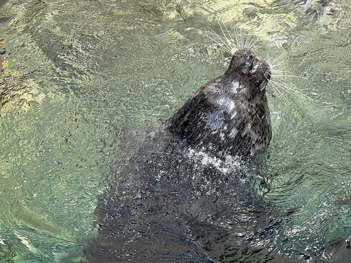 bui🐈🦭 tweet media