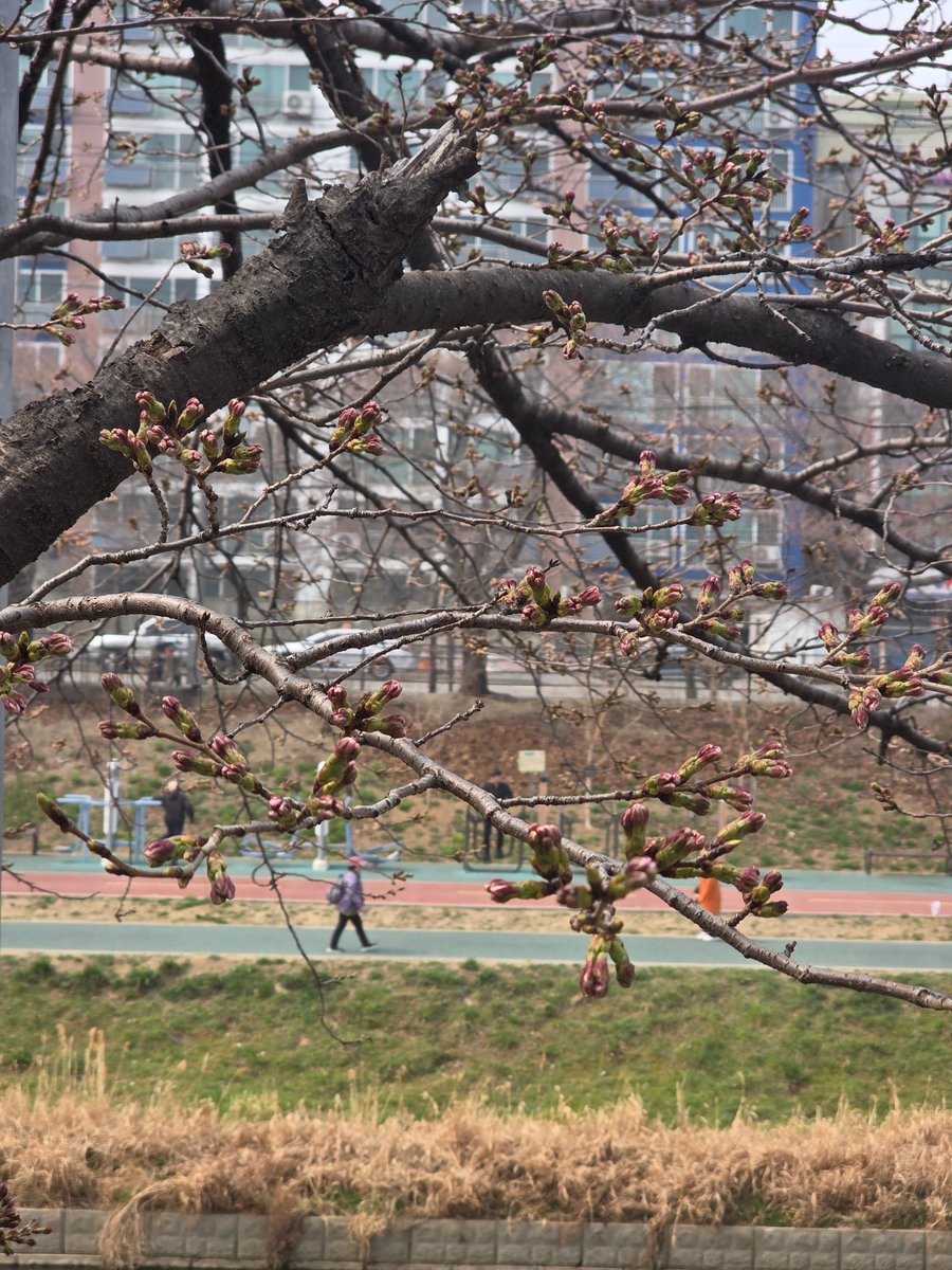은평 벚꽃축제가 곧이죠🌸
불광천 벚꽃이 필 준비를 단단히 하고있더라구요! 아주 기대가 됩니다☺️

축제때 맞춰 작약 + 벚꽃 꽃다발 준비중이에요!
미리 예약해주시면 정성껏 준비해드립니다🫶