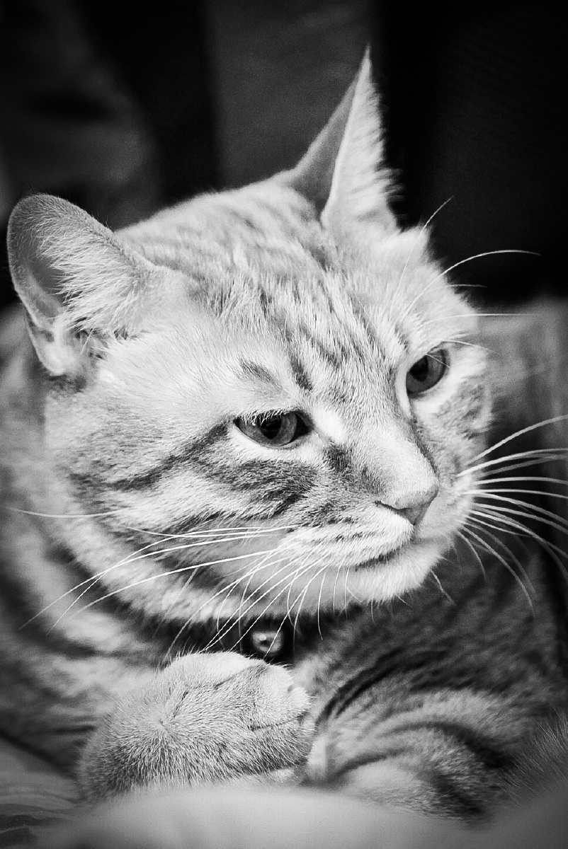 dominik Kibala tweet media