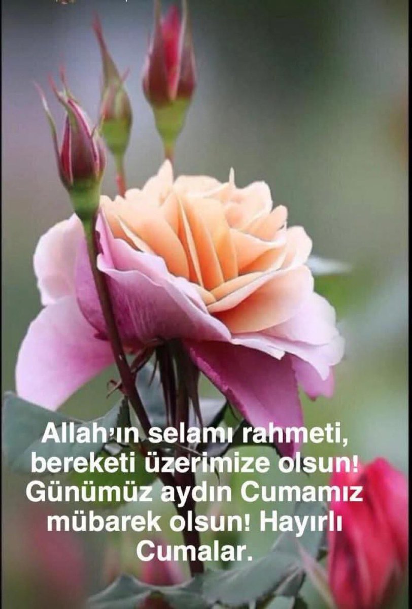 Ayşe Yaman tweet media