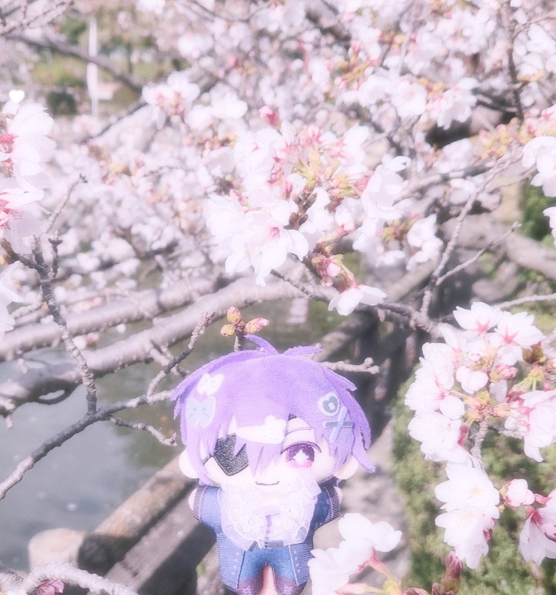 ene_ko89's tweet photo. 昨日お花見行きました𓂃🌸𓈒𓏸
今の最推し https://t.co/jiOddnKICH