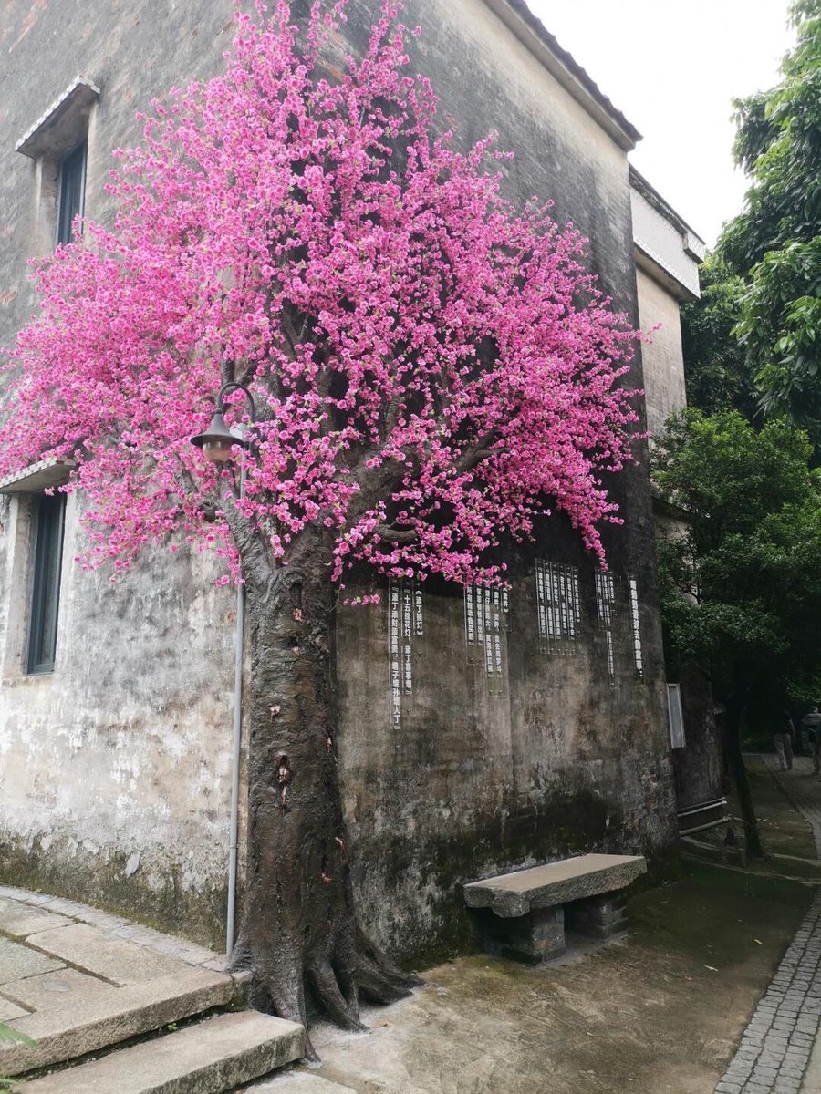 Louise Chesla tweet media