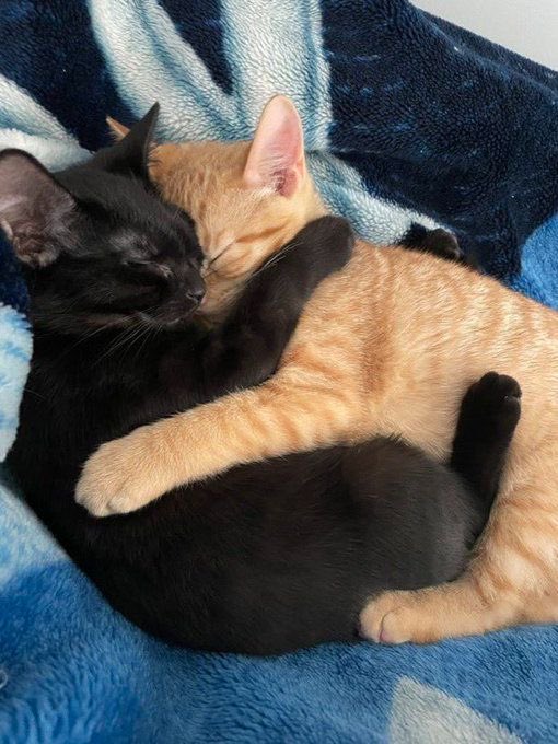 at 🐈‍⬛ cfc tweet media