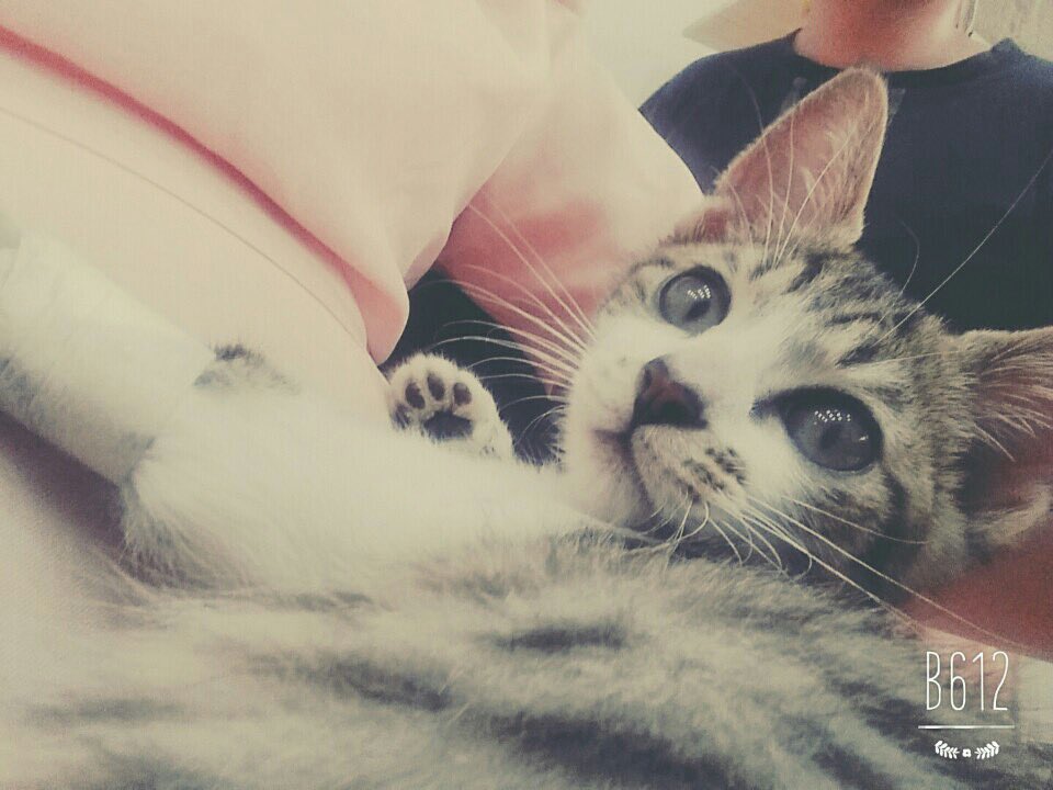 반려인간 tweet media