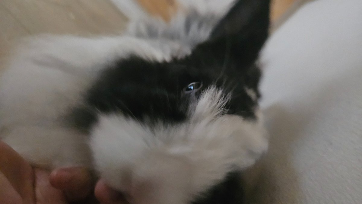 らいせ tweet media