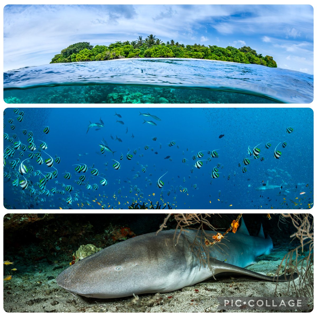 Ocean Dimensions tweet media