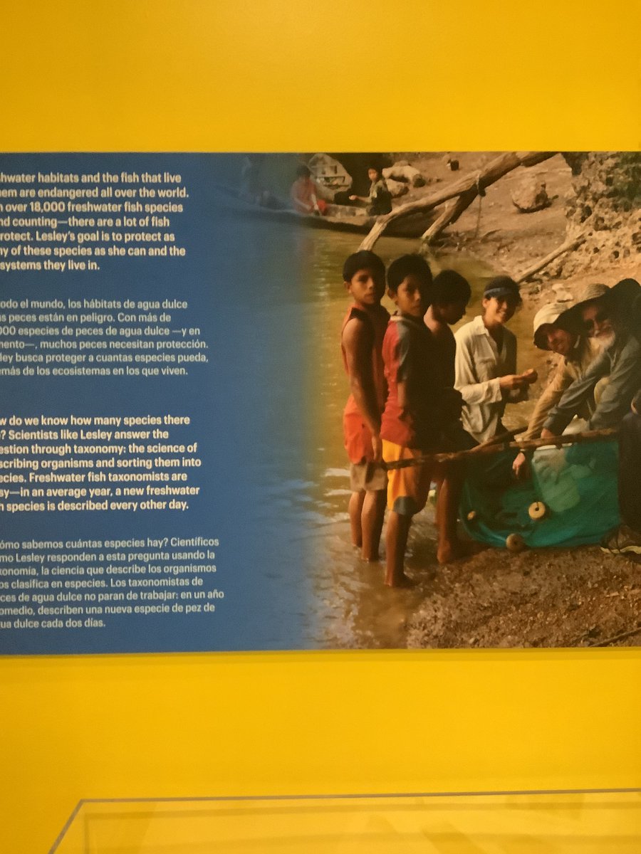 charringau61924's tweet image. #freshwater habitats and the fish that live them are endangered all over the world over 18,000 freshwater fish species counting there are a lot of fish #lesley goal is to protect as of these species as she can and the system they live in