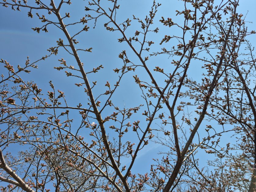 _amamichi's tweet photo. シド・ミードがデザインしたモビルスーツ、ターンXのモチーフは桜の木で、それも「花のない桜の枝が空を区切る様子」だと言う… https://t.co/QSraRm7nE7