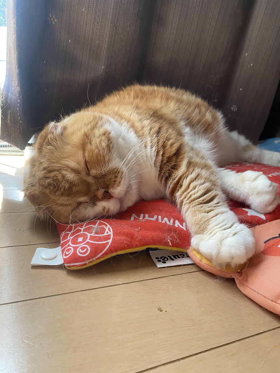 ぽんた師匠 tweet media