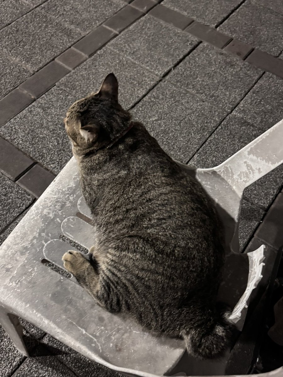 ❅ ⋆꙳. 𝚠𝚒𝚜𝚑 .꙳⋆❅ 🐻‍❄️🫶🏻 tweet media