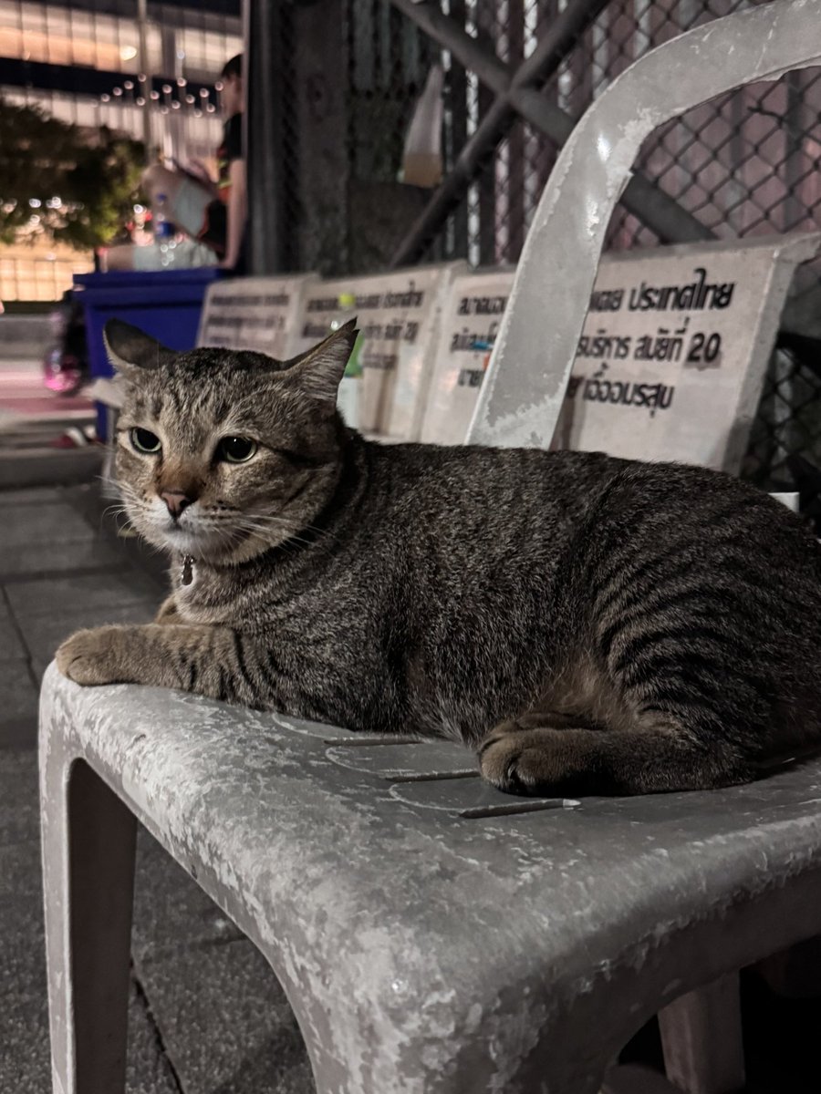 ❅ ⋆꙳. 𝚠𝚒𝚜𝚑 .꙳⋆❅ 🐻‍❄️🫶🏻 tweet media