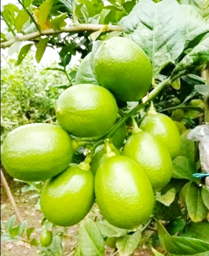 Kaji Salim tweet media