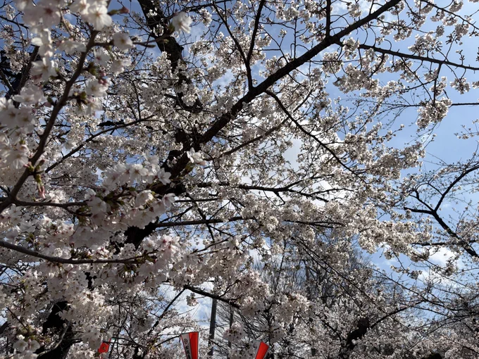 #AnimeJapan 前に行くとすれば、毎年ここだろということで上野公園へ桜見物に。 去年は5分咲き程度だった気がしたけど、今年はもう満開でいいんじゃなかろうか。青空に桜が映えますなぁ(^^) 今年は膝の怪我があるのであまり長時間ウロウロできないのが心残り。