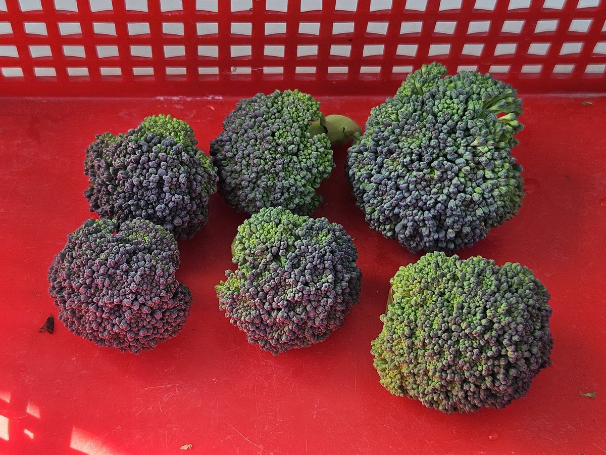 まるちゃっちゃ tweet media