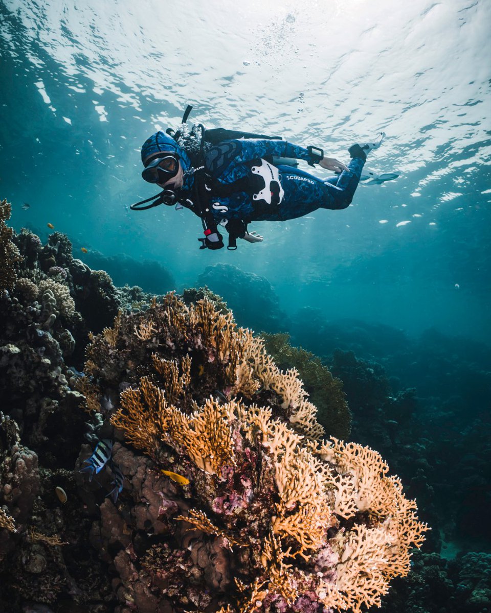 PADI's tweet image. The best part of diving is the privilege of seeing these incredible creatures thriving in the wild. 💙

Tag someone who’d love to experience diving with you! 👇🏼

#PADI #Diving #Underwater #MarineLife