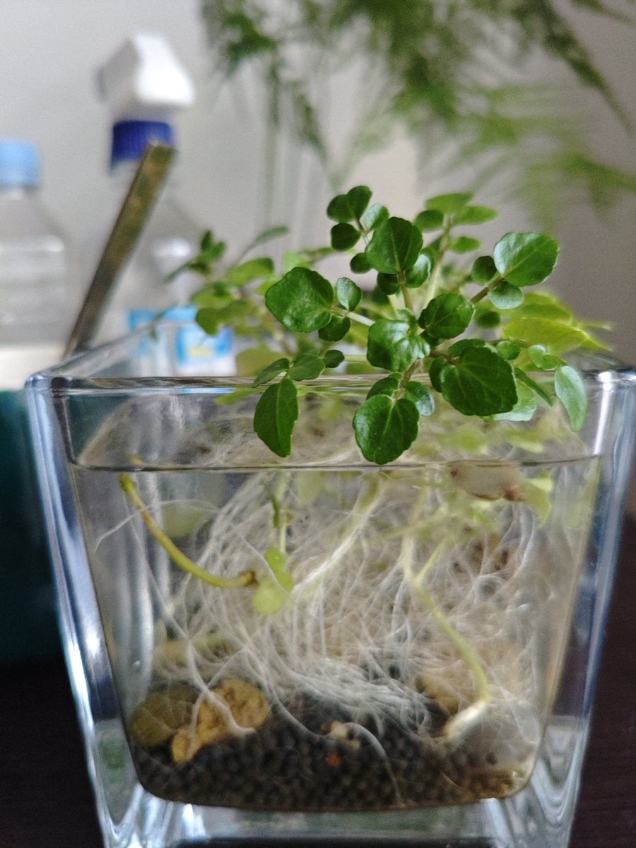 saravana subbian tweet media