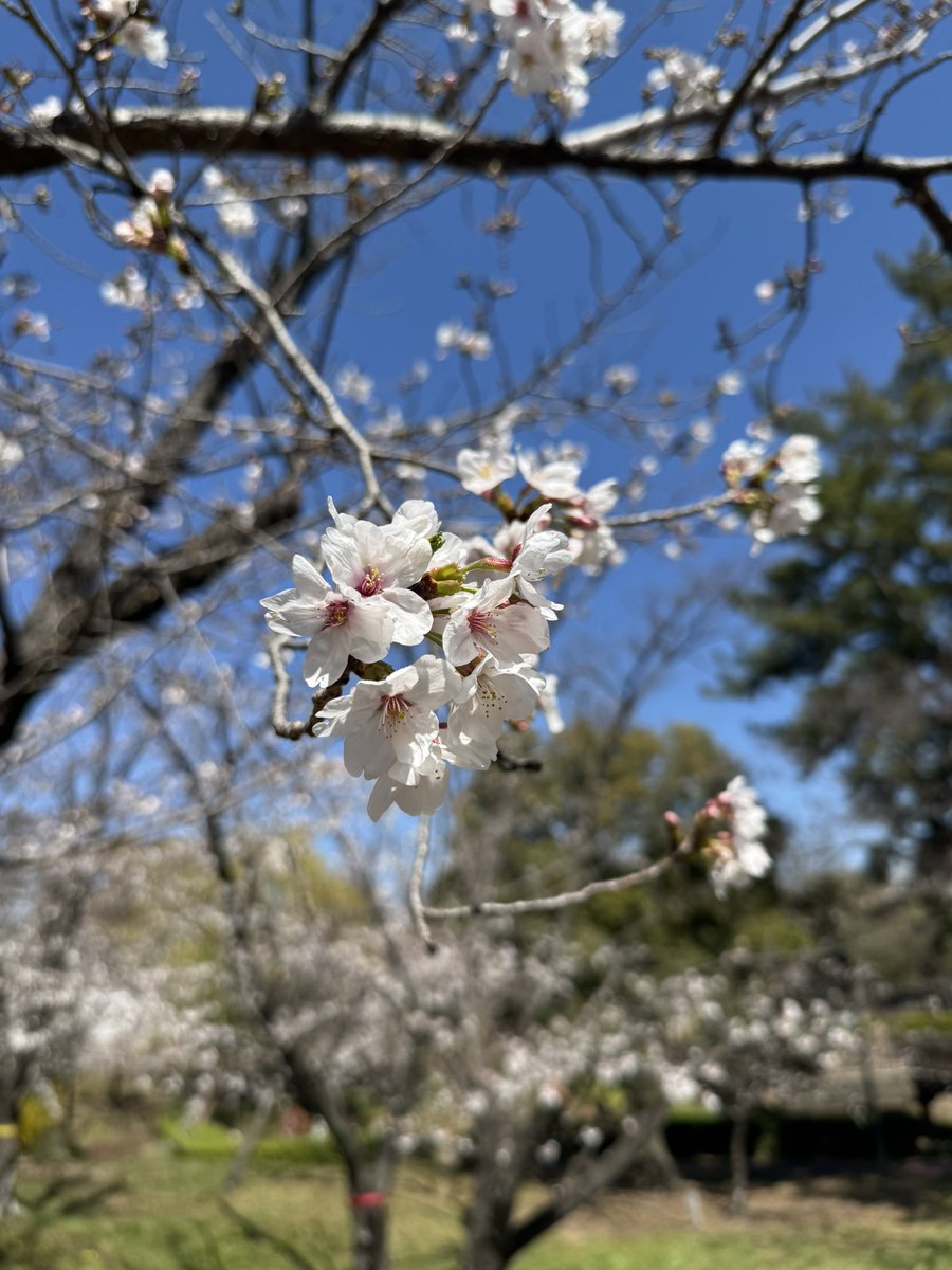 新吾にい。今年も桜が咲いたよ。
空から見えてるかい？
相変わらず俺は色々あるけど
まぁまぁ元気だし、楽しいよ。
落ち着いたらまた色々報告するわ。
じゃあね、飲みすぎんなよ。