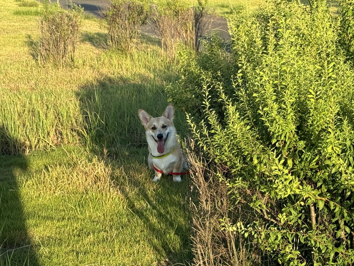 はんぺん tweet media