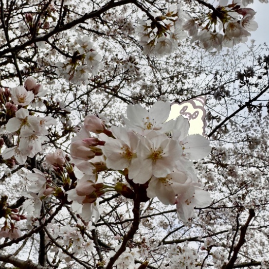 ᴀᴢᴜᴍᴀ ꜱʜɪᴅᴜ︙東シヅ 🦜🪿 tweet media