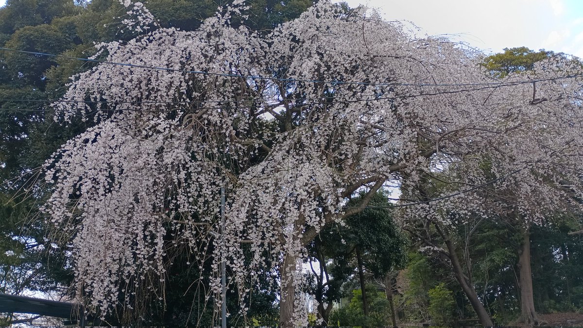 mnru08151's tweet photo. 取手市白山...元金刀比羅神社
思った以上の枝垂れ桜🌸でした https://t.co/acpWD9VZ5S