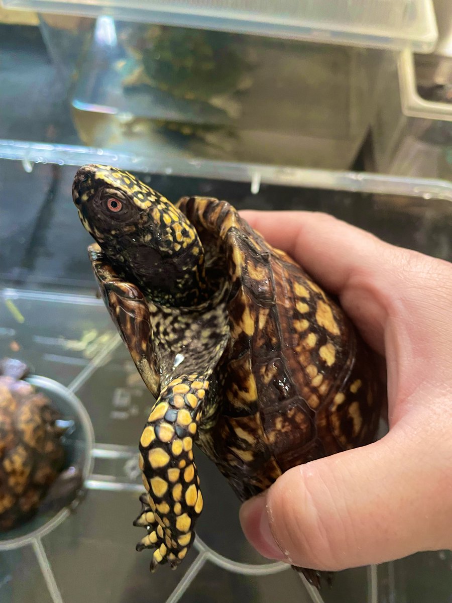 カメダンディズム tweet media