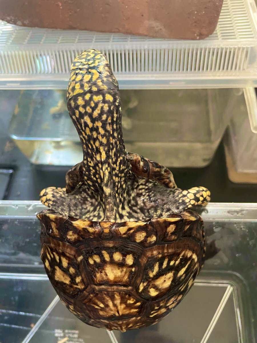 カメダンディズム tweet media