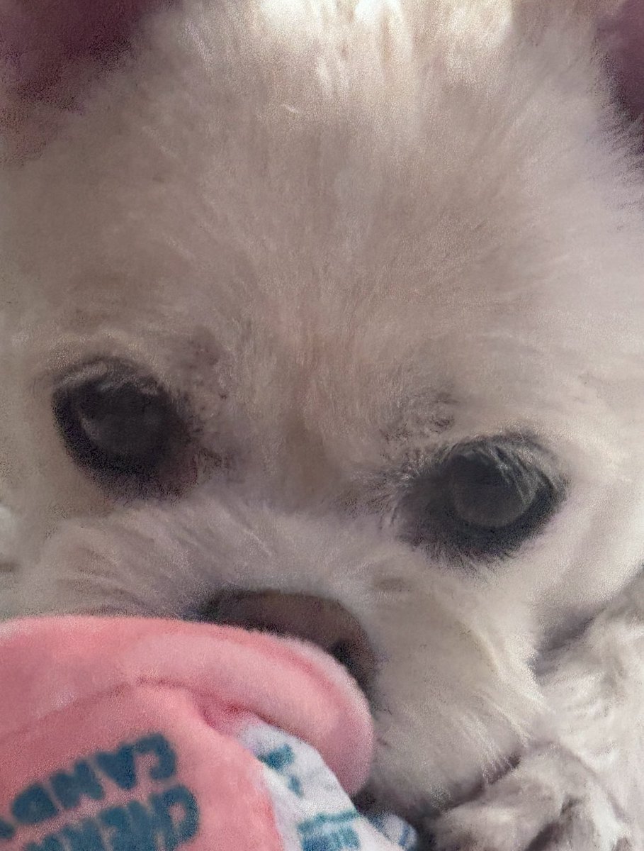 우미うみ🧁 tweet media