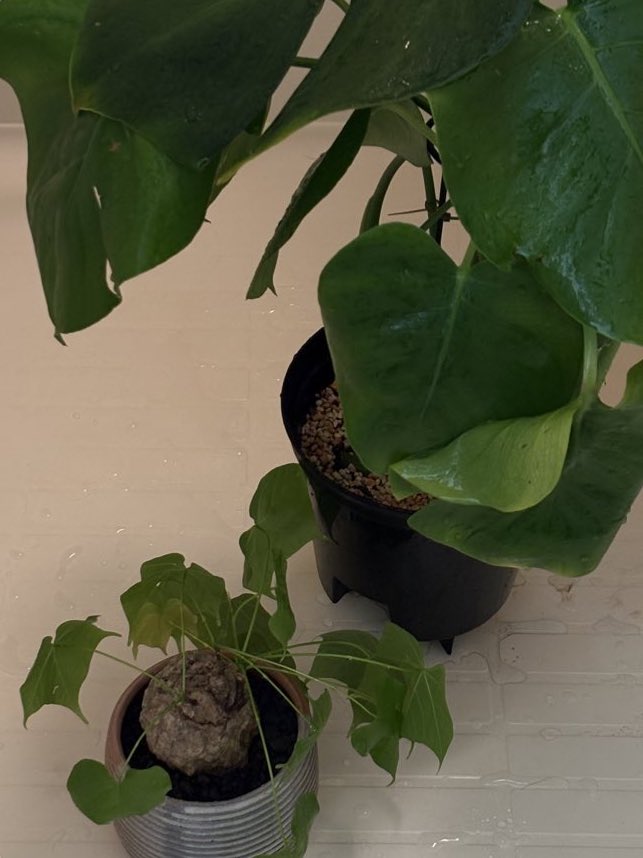 肉豆腐 tweet media