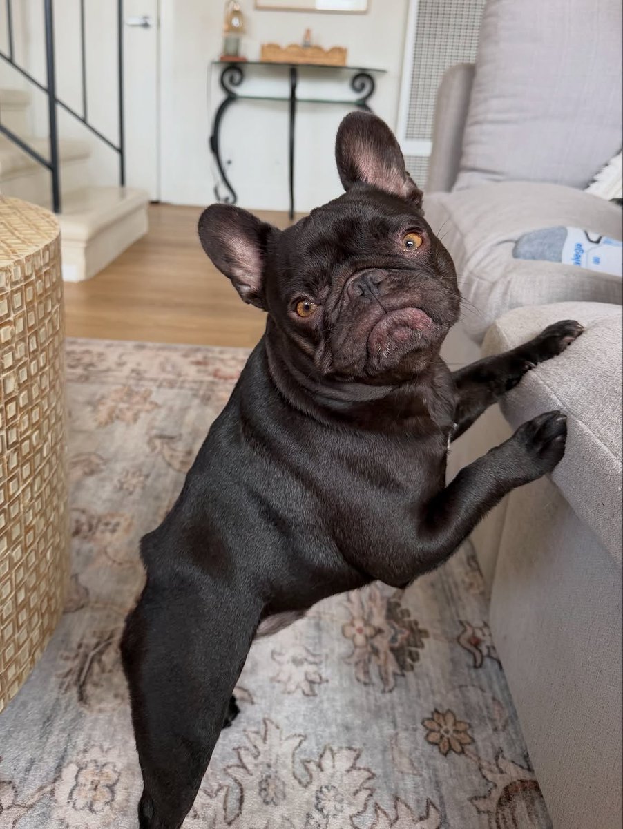 French Bulldog Lover tweet media