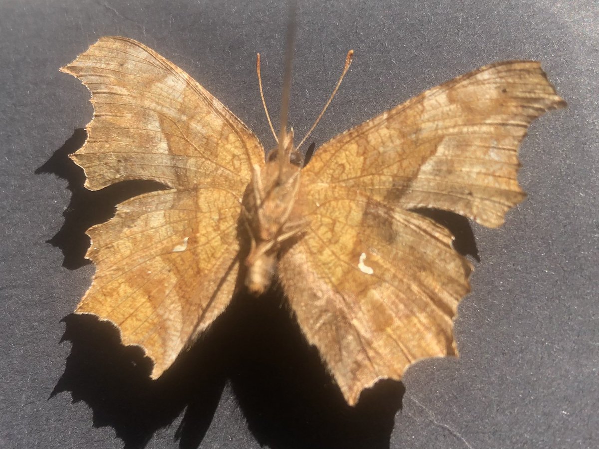 ジェロニモ🍚 tweet media