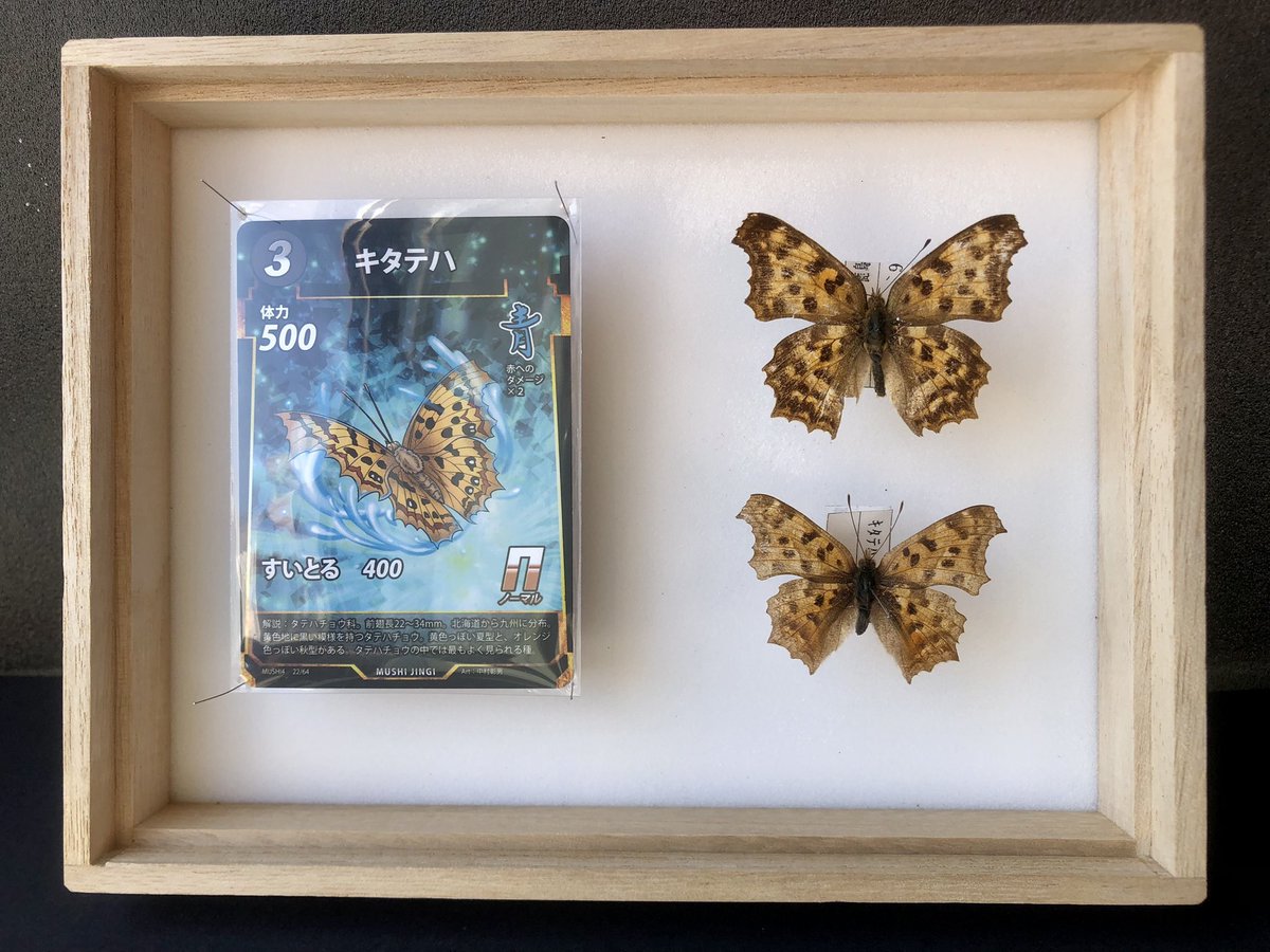 ジェロニモ🍚 tweet media