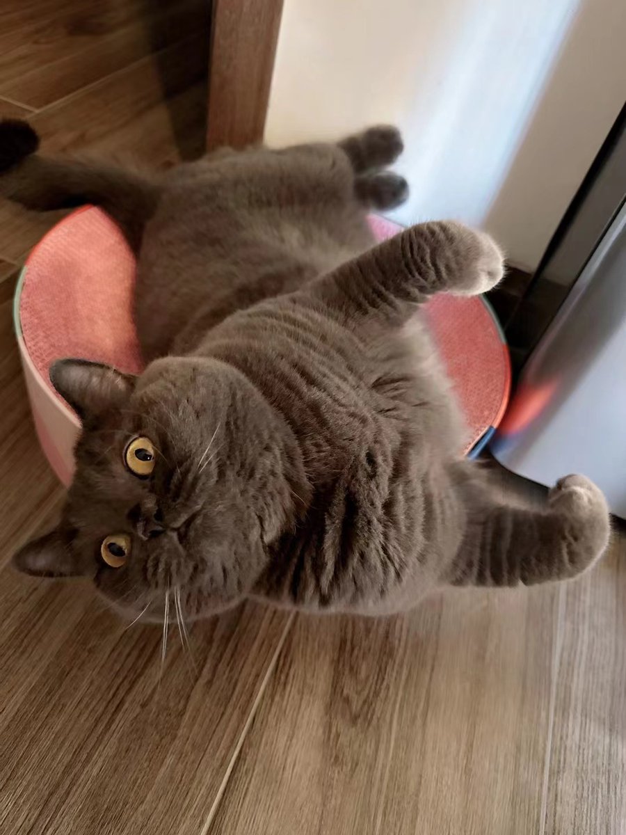 Gelena Gajsha tweet media